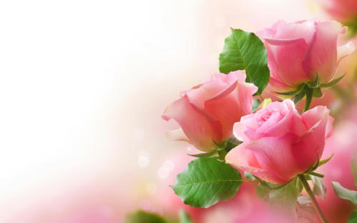 pink-roses
